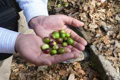 Quercus semecarpifolia